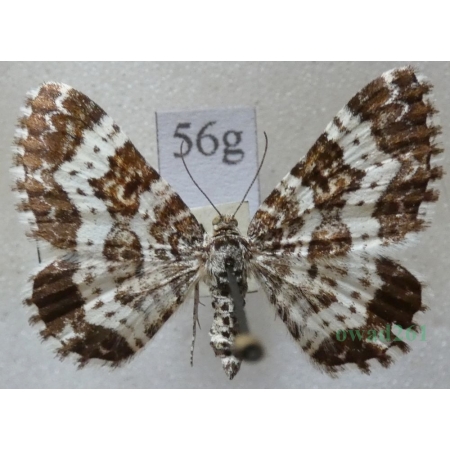 Epirrhoe tristata (Linnaeus, 1758) Paśnik posmutek Czech56g